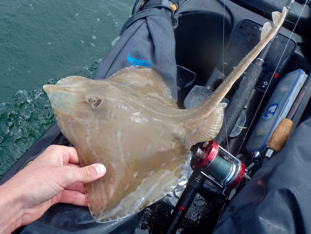 Small Eyed Ray caught from the kayak