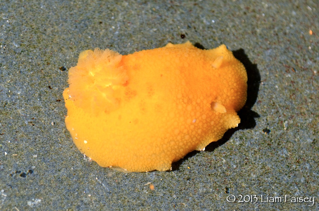 Sea Lemon - Archidoris pseudoargus