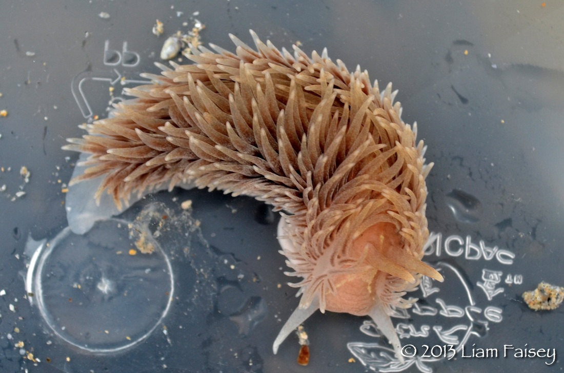 Grey Sea Slug - Aeolidia papillosa
