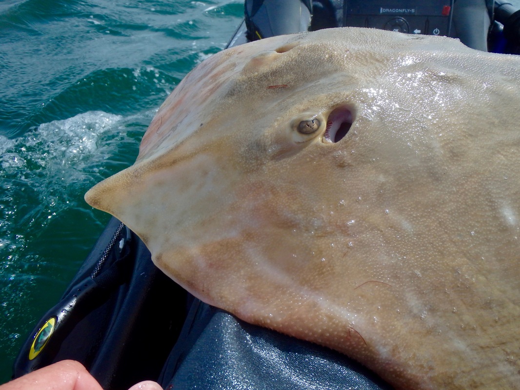 Small Eyed Ray caught whilst kayak fishing