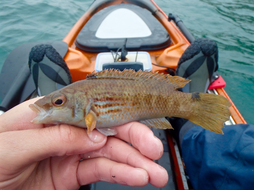 Goldsinney Wrasse caught from the kayak in Plymouth Sound