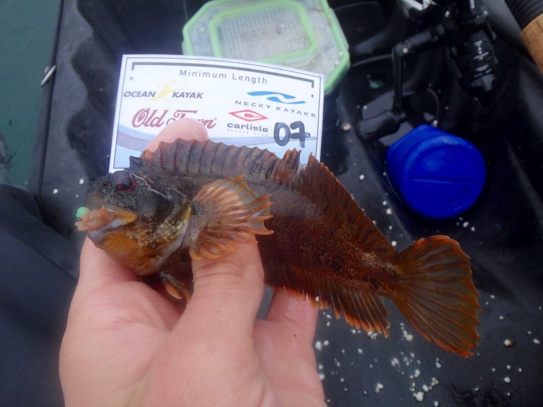 Tomato Blenny caught at the Ocean Kayak Classic 2016