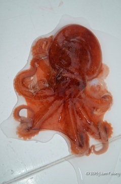 Curled Octopus - Eledone cirrhosa