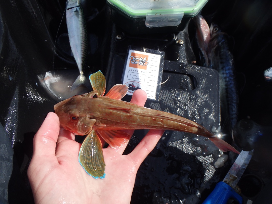 Tub Gurnard caught at the Oxwich Bay Kayak Fishing Competition 2015