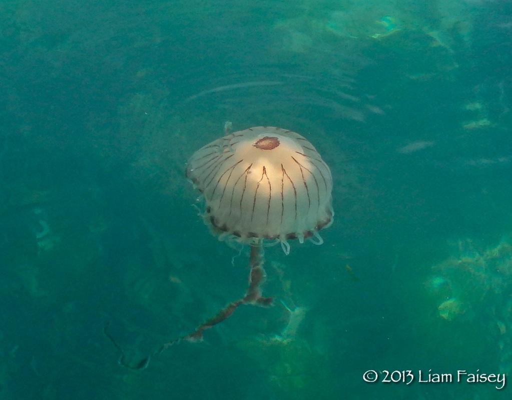 Compass Jellyfish - Chrysaora hysoscella