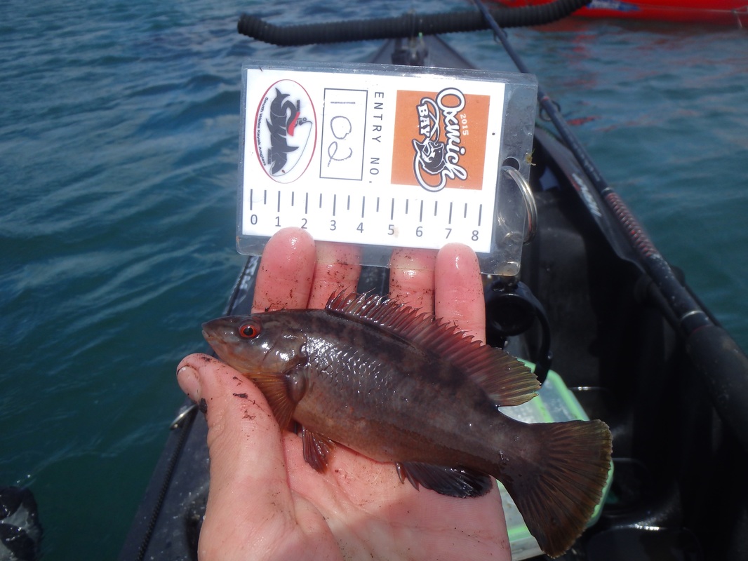 Ballan Wrasse caught at the Oxwich Bay Kayak Fishing Competition 2015