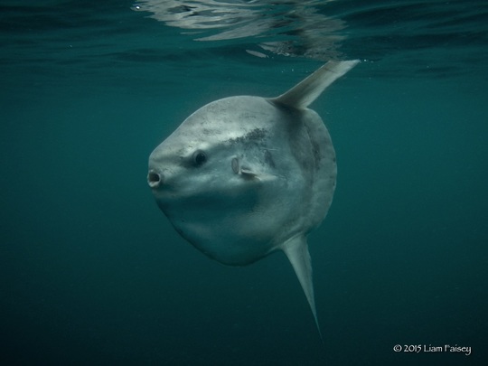 Ocean Sunfish - Mola mola