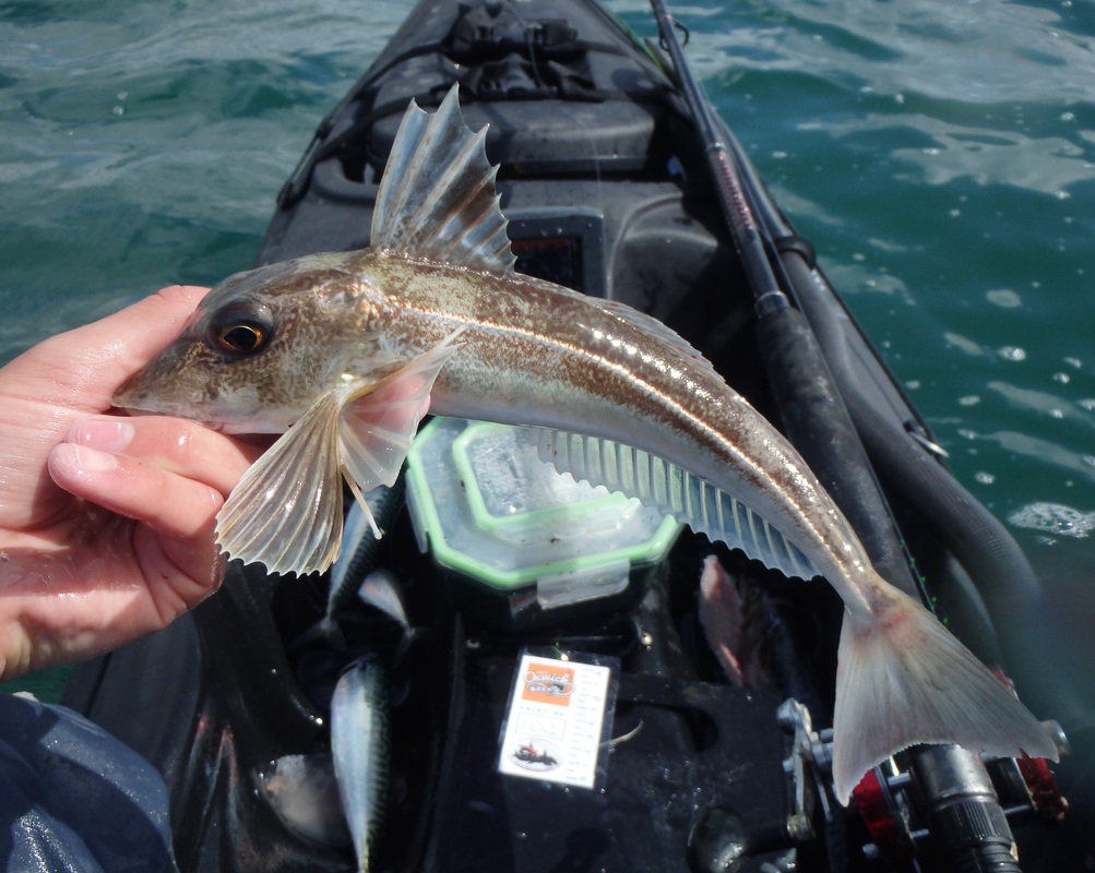 Grey Gurnard caught at the Oxwich Bay Kayak Fishing Competition 2015