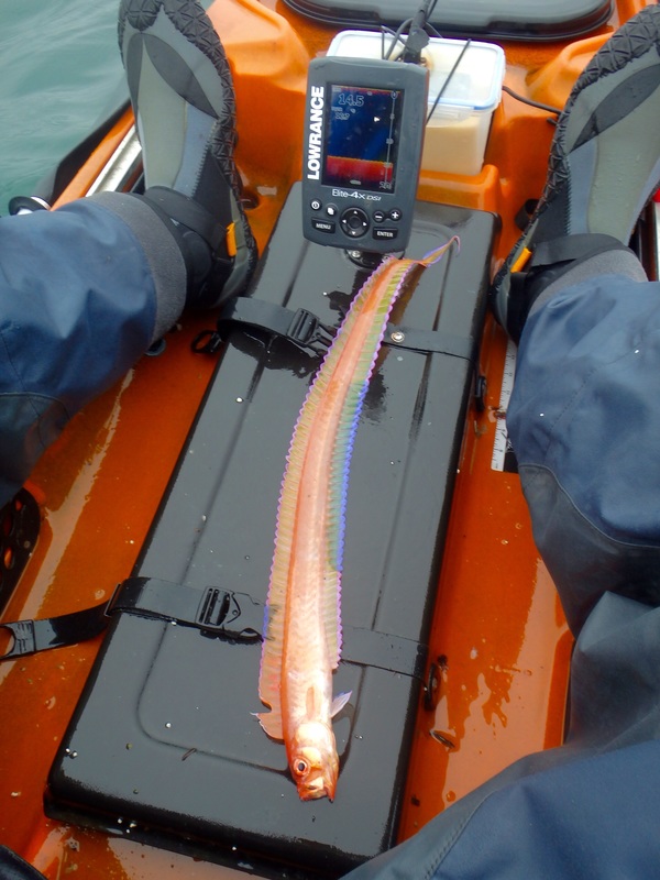 Kayak caught Red Band Fish