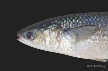 Thick Lipped Mullet - Chelon labrosus