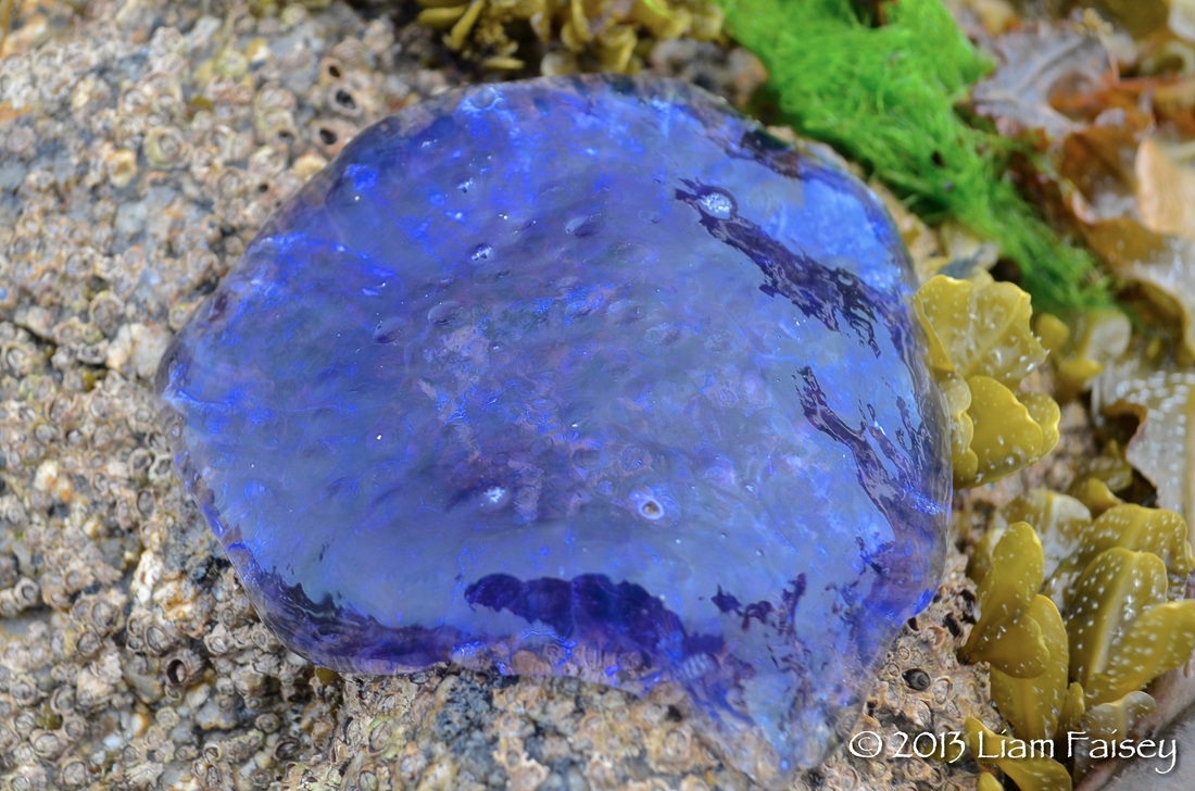 Blue Jellyfish - Cyanea lamarckii