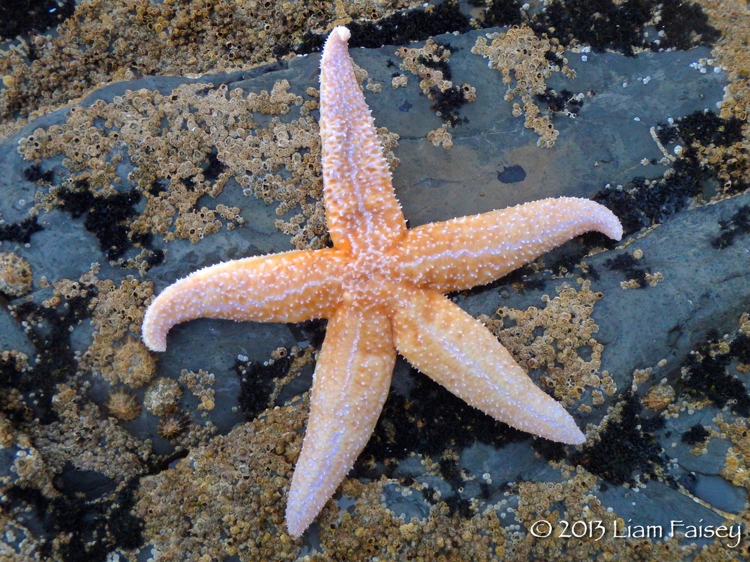 Common Sea Star - Asterias rubens