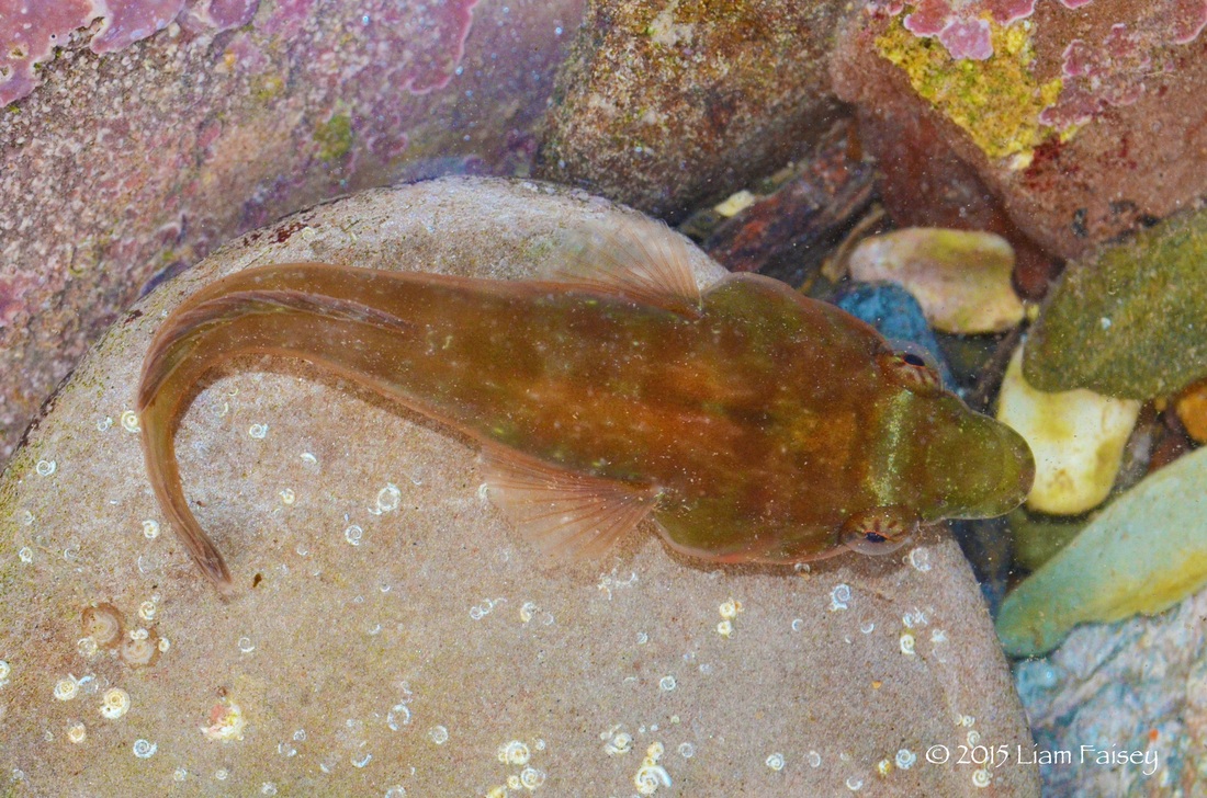 Connemara Clingfish - Lepadogaster candollei