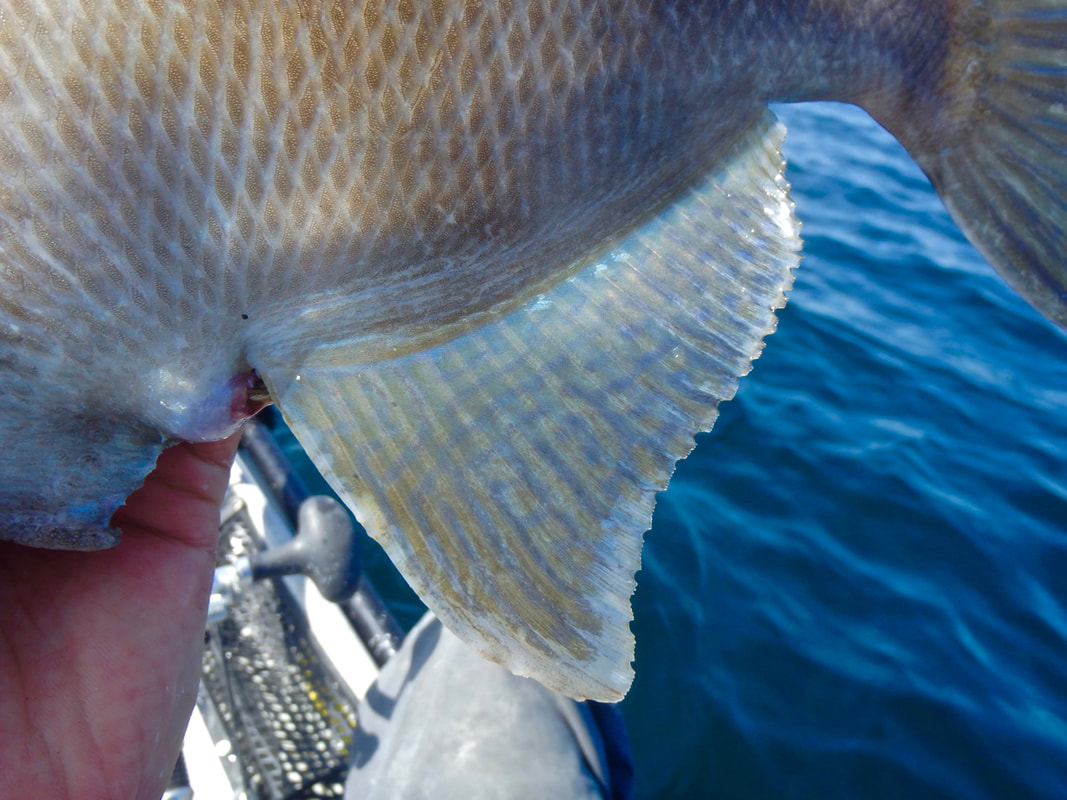 Anal Fin of the Atlantic Grey Triggerfish - Balistes capriscus