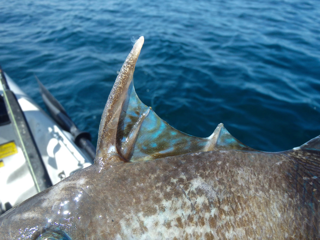 Trigger Spine on the Atlantic Grey Triggerfish - Balistes capriscus