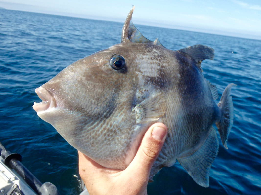Atlantic Grey Triggerfish Head - Batistes capriscus 