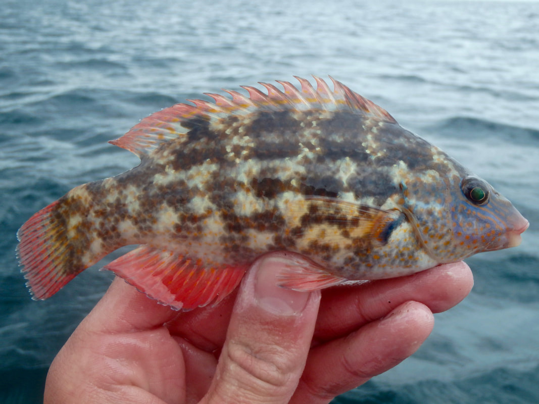 Baillons Wrasse male from the Kayak