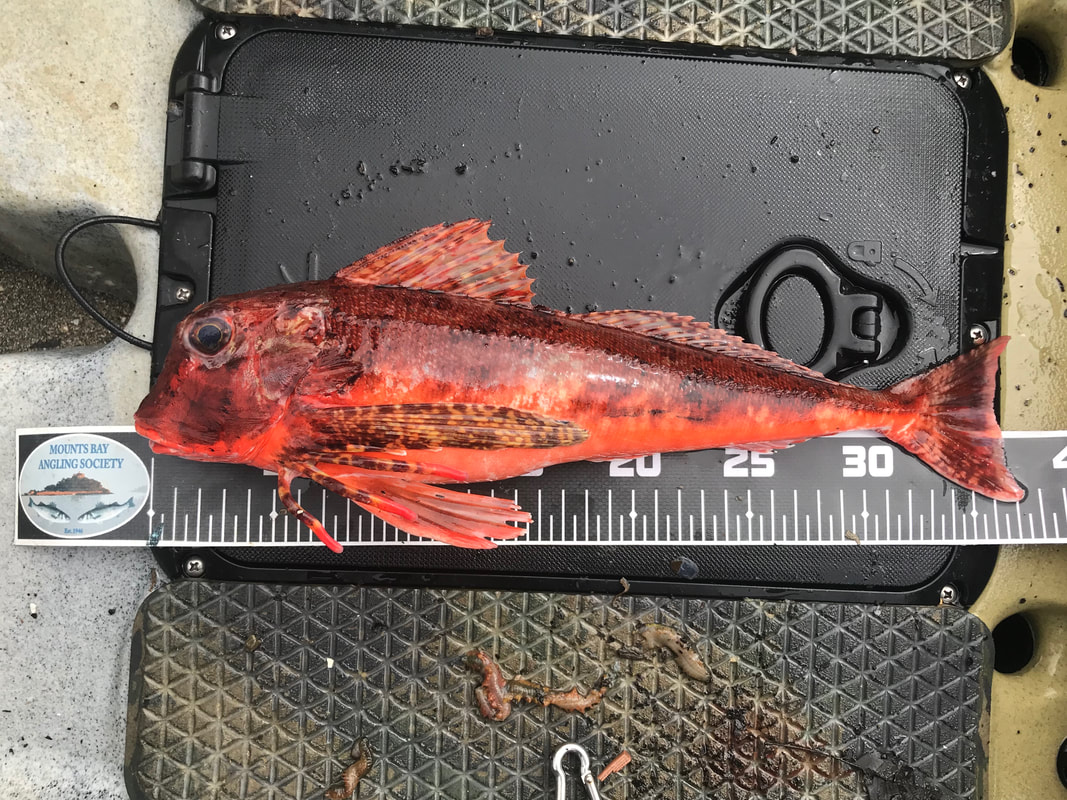 New British Record Streaked Gurnard of 1lb 8oz 3dr caught by Ben Wallis in Cornwall
