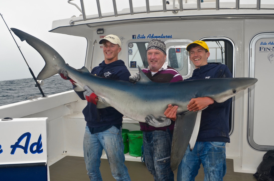 167lb Blue Shark caught on Bite Adventures by Liam Faisey