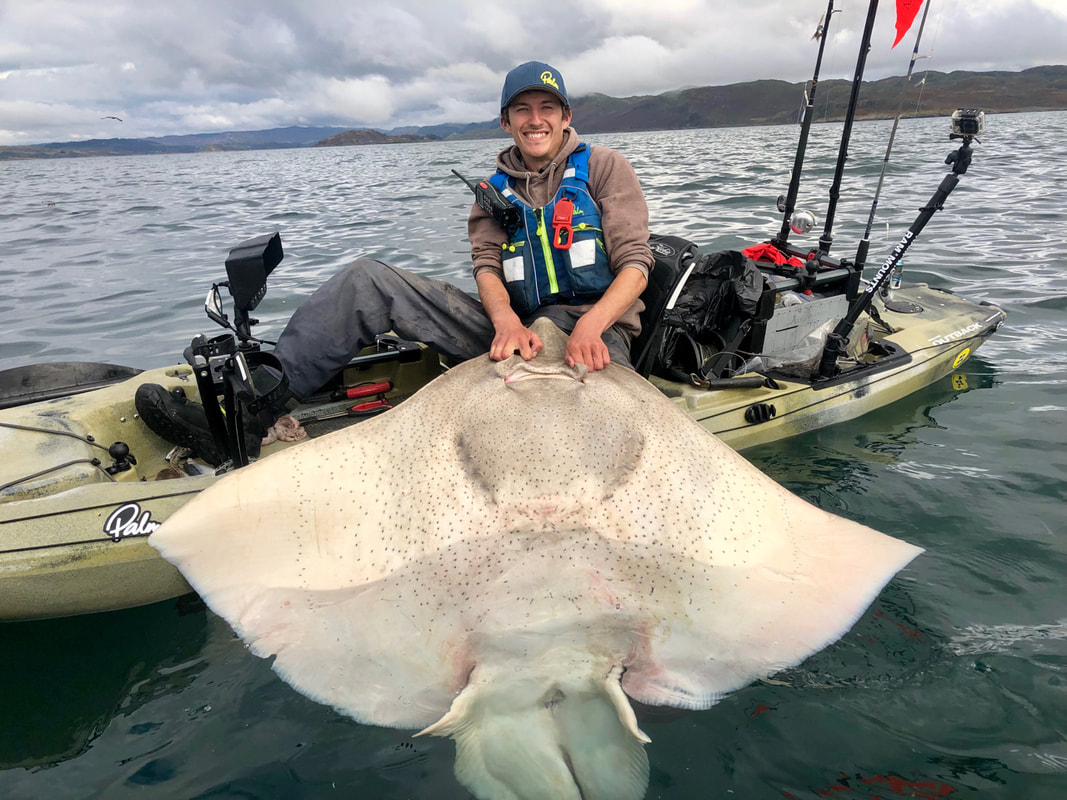 A big male Common Skate caught kayak fishing in Scotland
