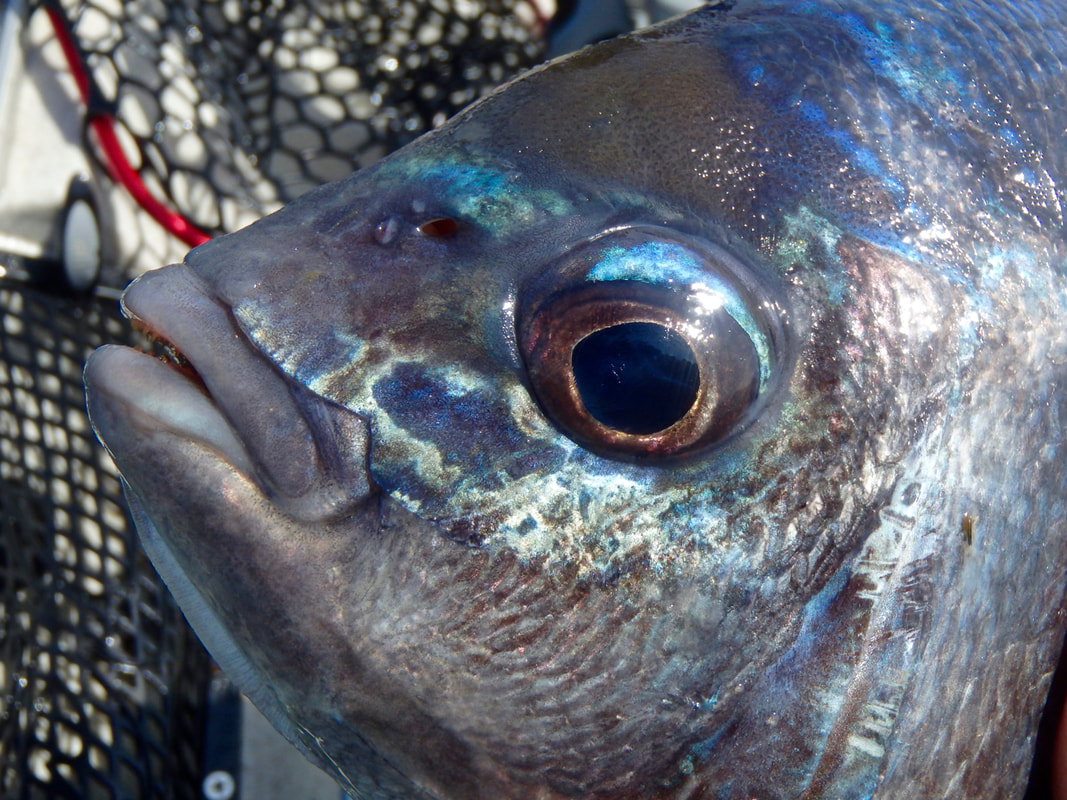 Black Bream head with incredible colouration 