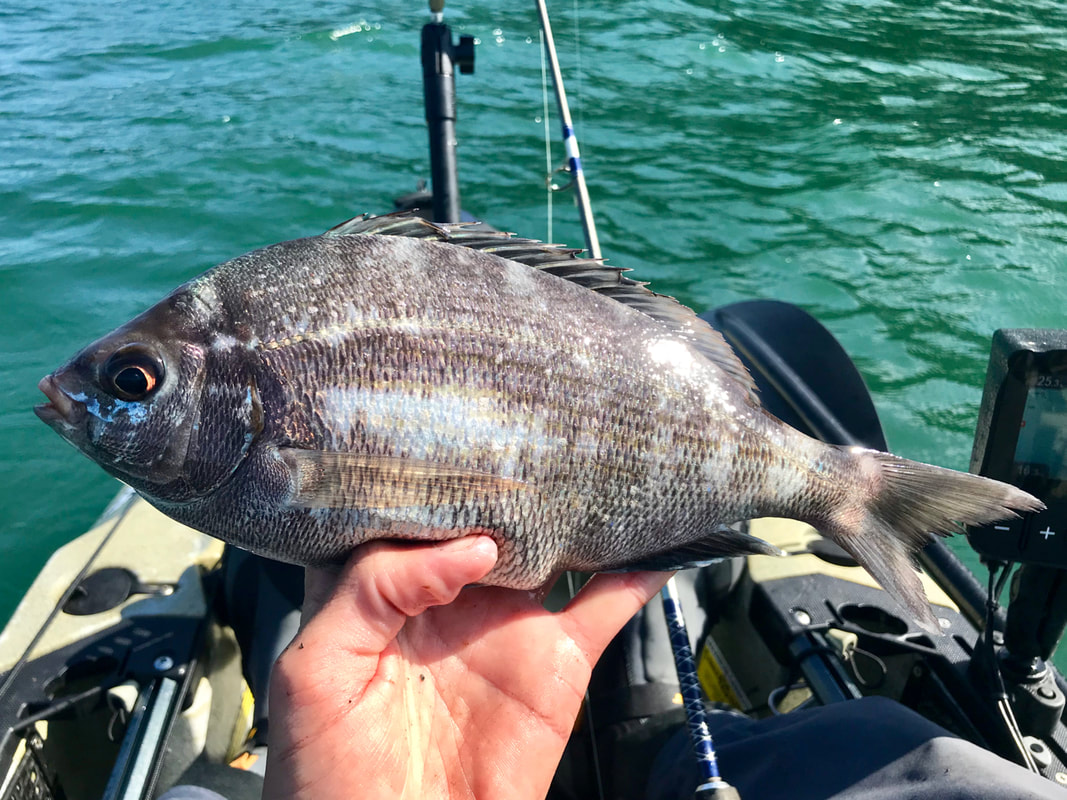 Black Bream caught from the kayak in Cornwall
