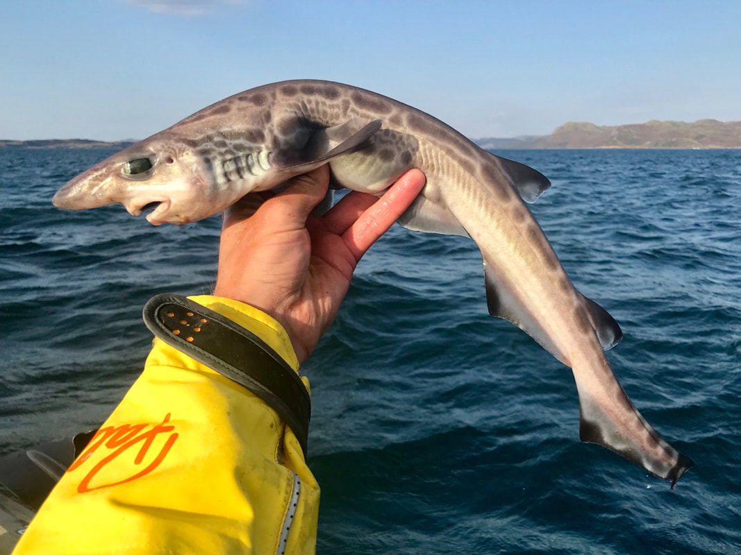 Black Mouth Dogfish caught kayak fishing in Scotland