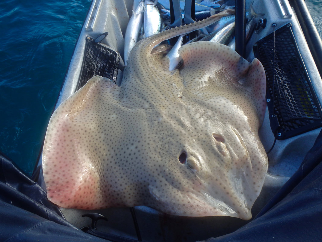 A nice Blonde Ray caught on a session in Cornwall