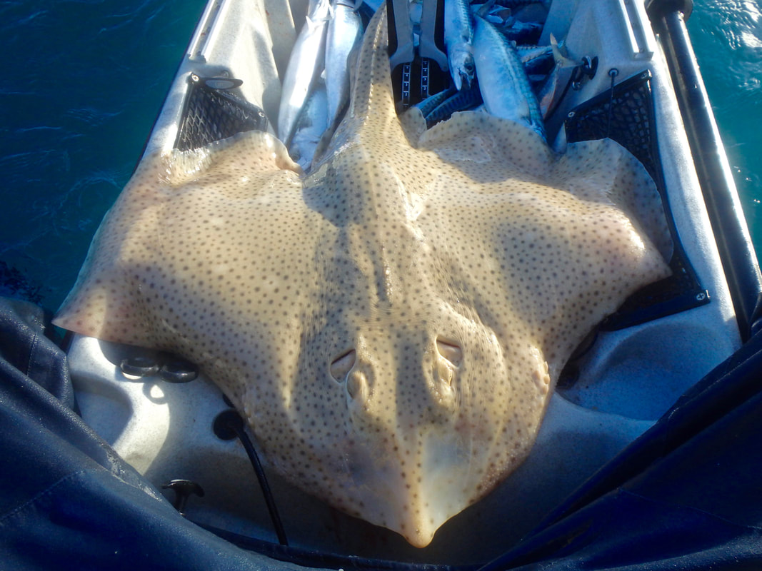 A double figure Blonde Ray caught on the kayak