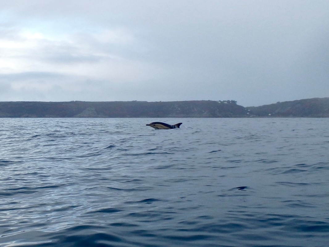Common Dolphin Breaching off the Cornwall Coast
