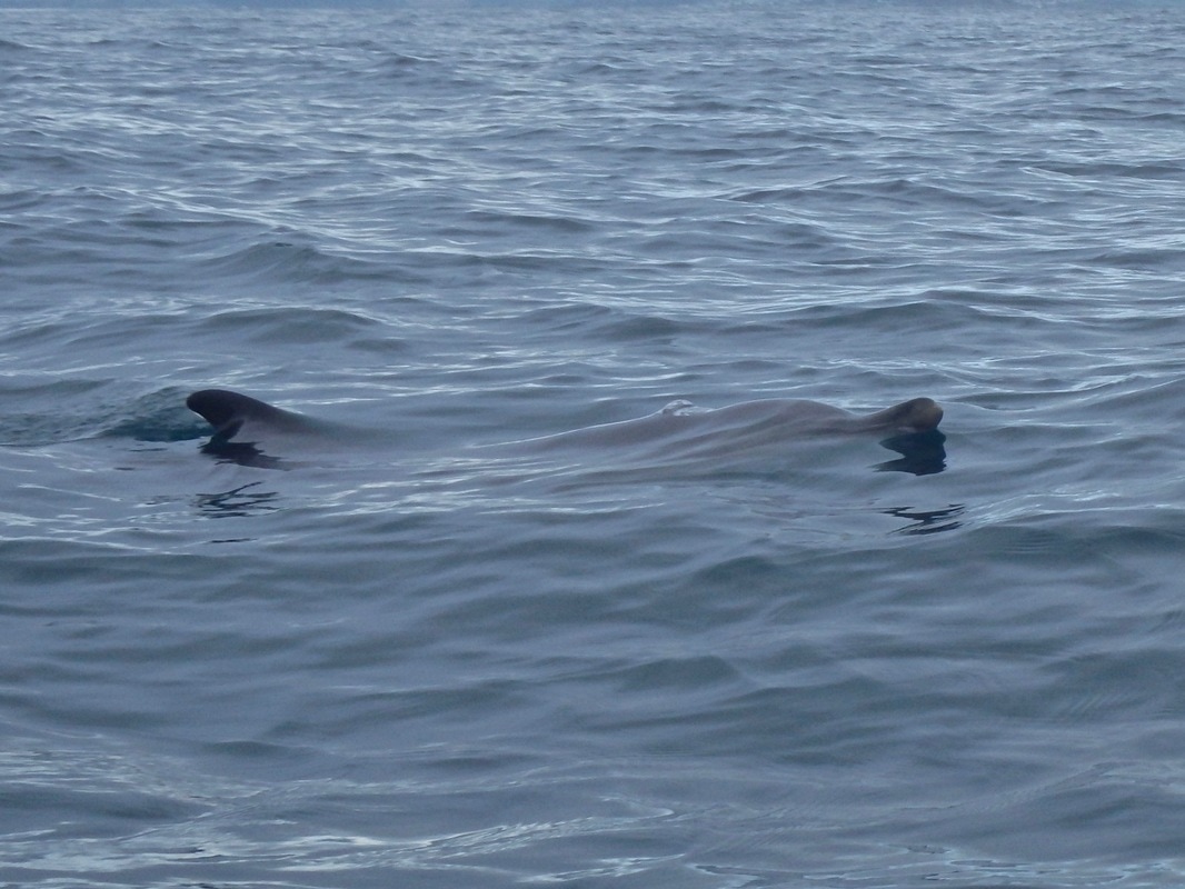 Paddling alongside Common Dolphins in Cornwall
