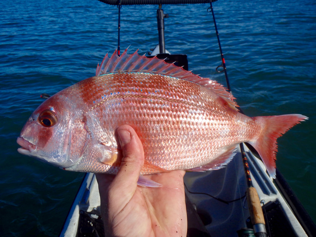 A Couch's Bream caught kayak fishing in Cornwall 
