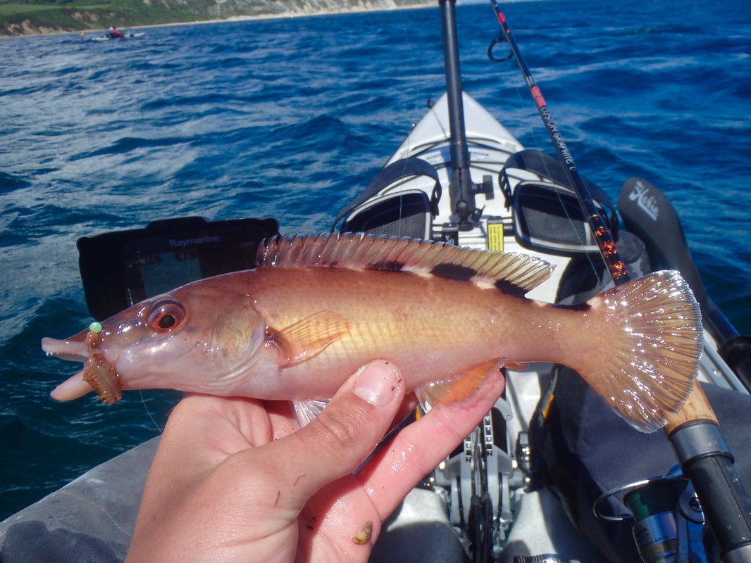 Cuckoo Wrasse caught in Swanage Bay