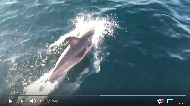 Dolphins Bow Riding a Boat Video