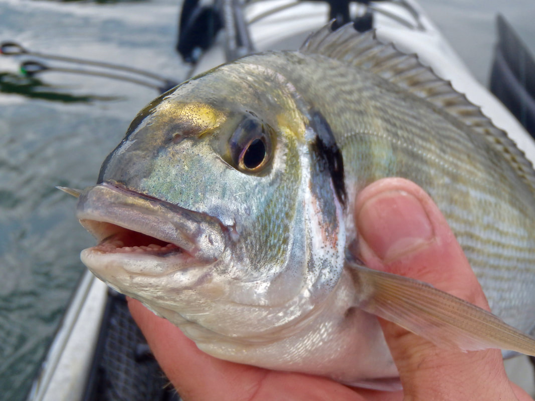 A Gilthead Bream caught in Cornwall from a kayak 