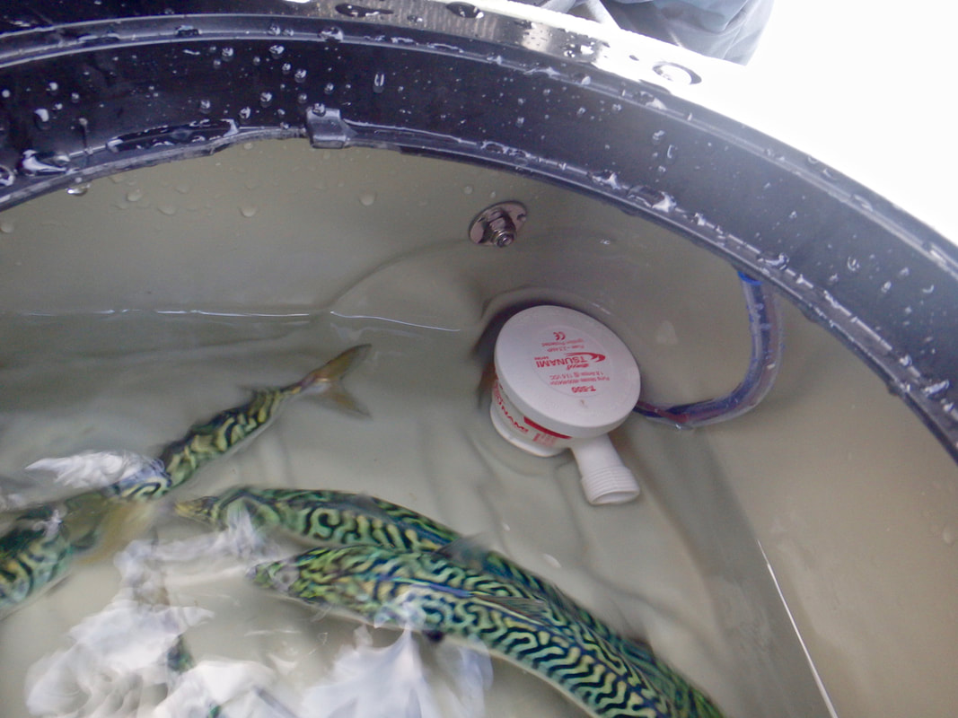 Hobie Livewell Pump in use with Mackerel 