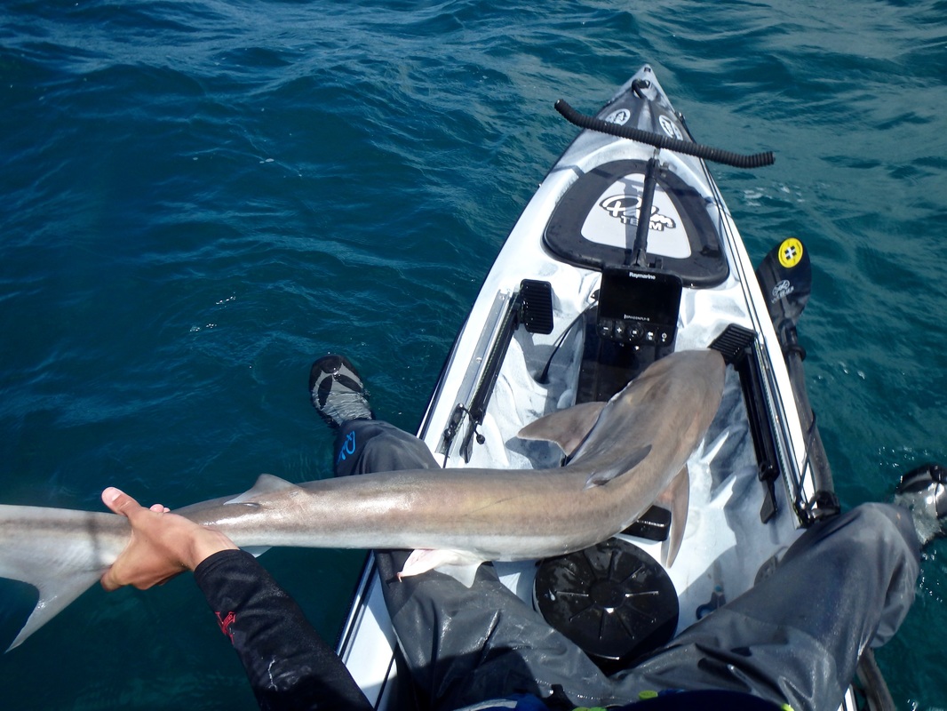Tope caught Kayak Fishing on the RTM Rytmo