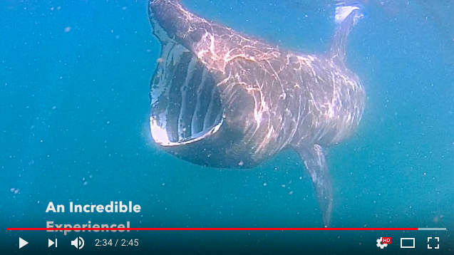 Kayaking With A Basking Shark Video 