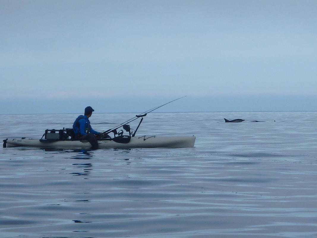 Kayak Fishing alongside Dolphins