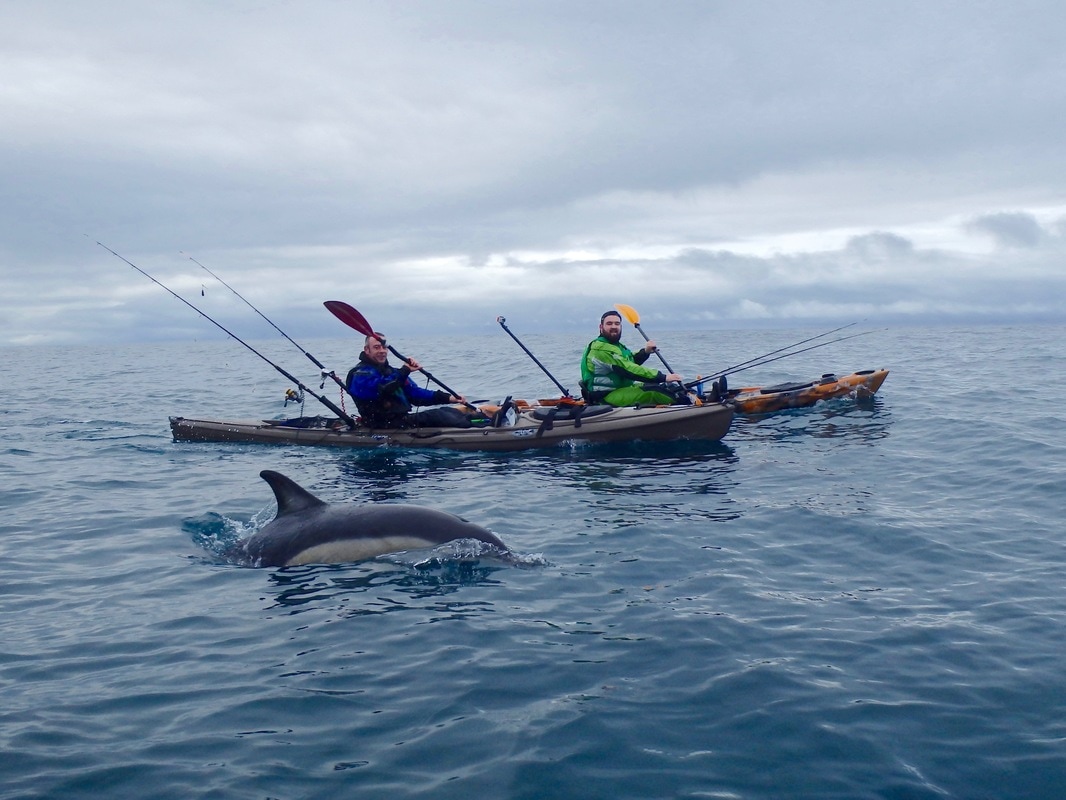 Kayaking alongside Common Dolphins in Cornwall