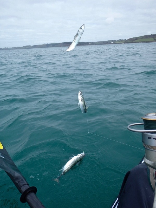 Mackerel Kayak Fishing