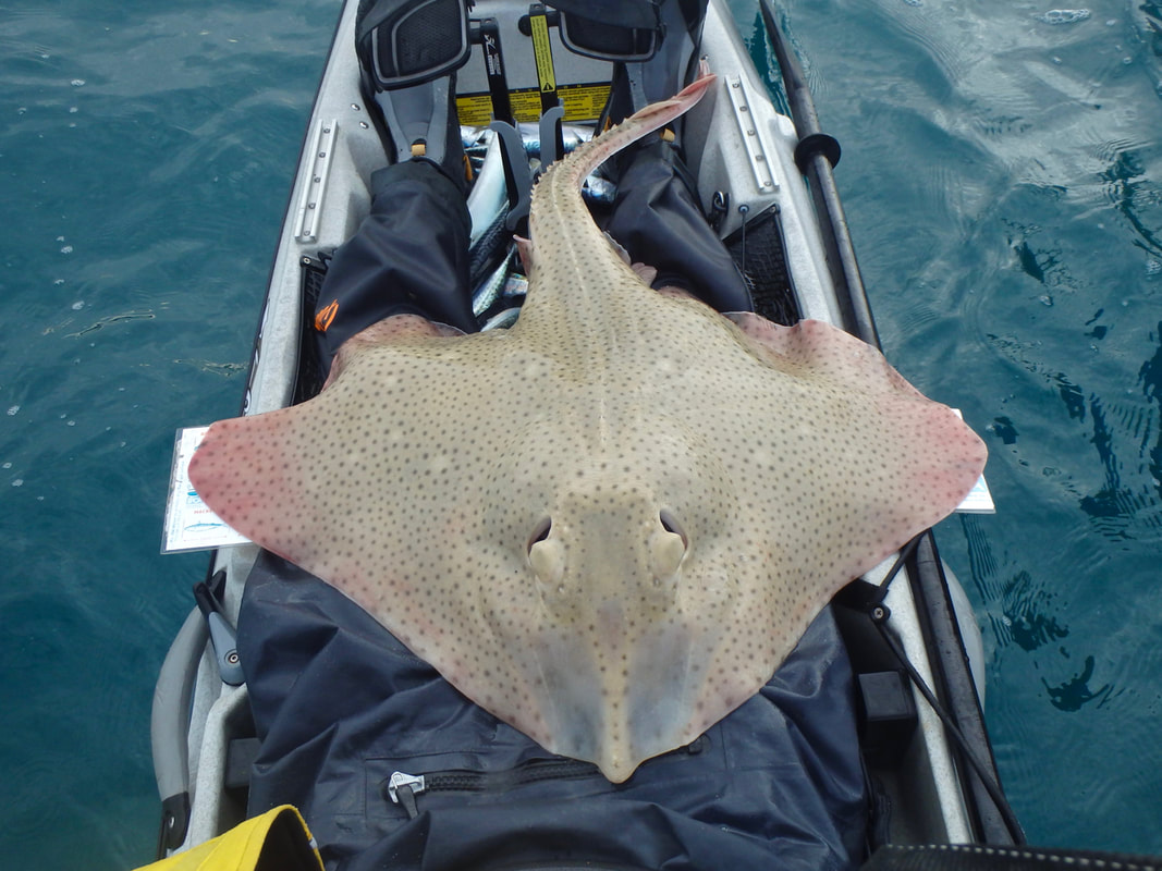 A specimen Blonde Ray of 20lb 8oz with a 71cm wing span