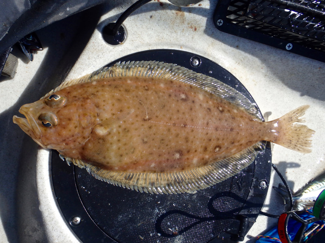Megrim Sole caught from the kayak