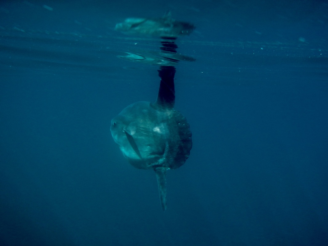 Ocean Sunfish - Mola mola in Cornwall