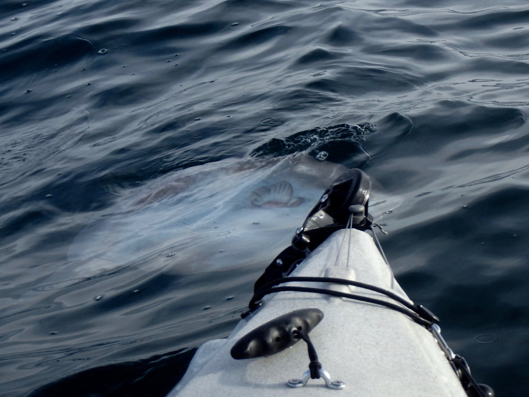 Ocean Sunfish Kayak 