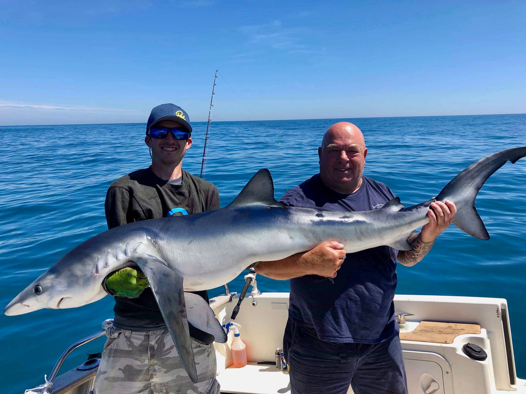 87lb Blue Shark for Phil Curran caught from Falmouth