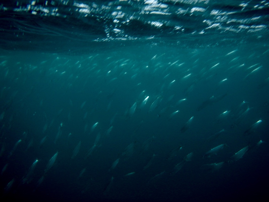 Shoal of Pilchards at Porthcurno