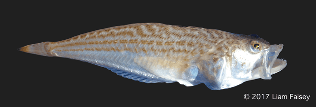 Lesser Weever - Echiichthys vipera