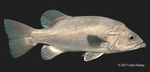 Wreckfish / Stone Bass - Polyprion americanus