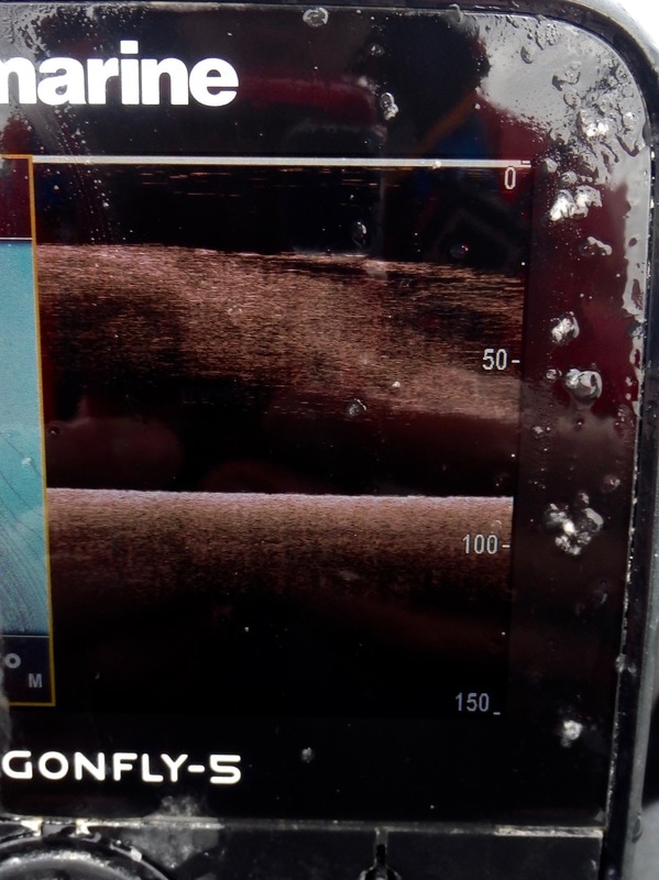 A shoal of Mackerel seen on the Downvision mode on the Raymarine Dragonfly 5-Pro